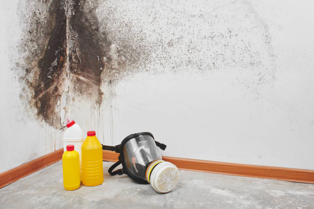 Best Office Mold Removal Services  in Athena, OR