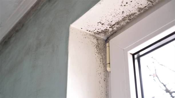 Best Commercial Mold Removal  in Athena, OR