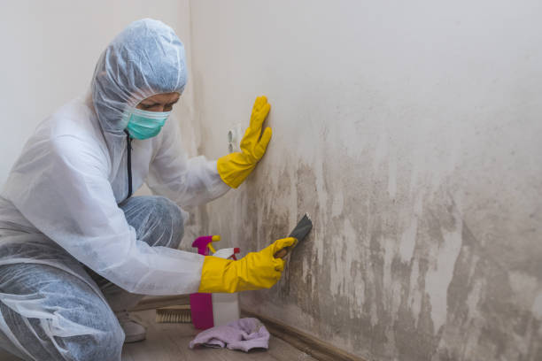 Best Certified Mold Removal  in Athena, OR
