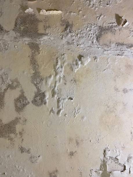 Best Mold Removal Near Me  in Athena, OR