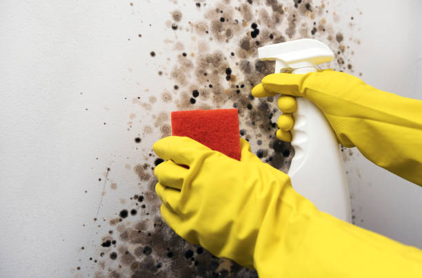 Best Local Mold Removal Service  in Athena, OR