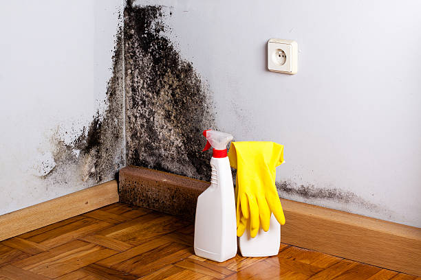 Best Mold Testing  in Athena, OR