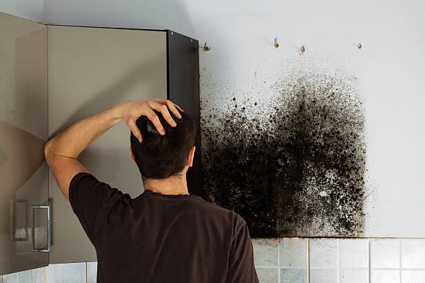 Best Mold Testing  in Athena, OR