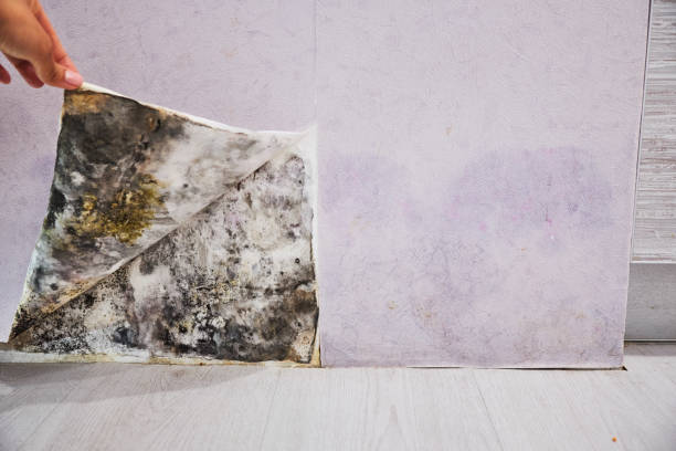 Best Mold Damage Repair  in Athena, OR